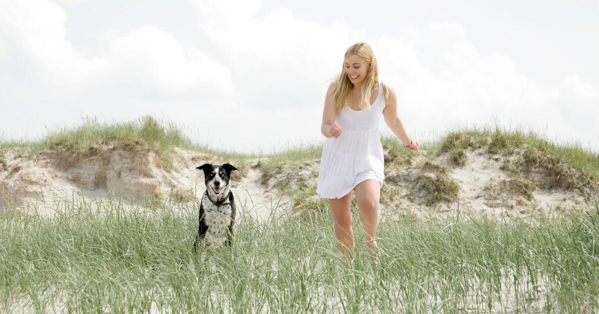 Zu heiss, zu voll: Welche Reisen Hunde stark belasten