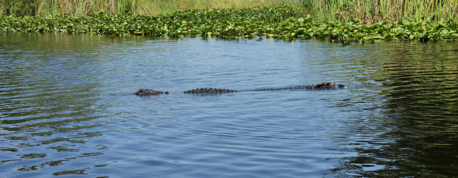 Everglades Bild 8