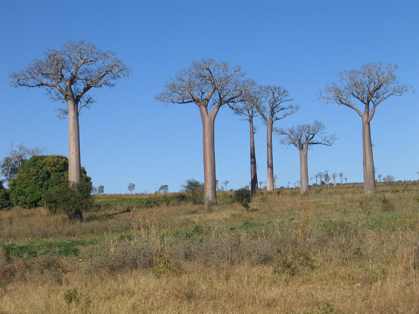 Madagaskar Bild 20