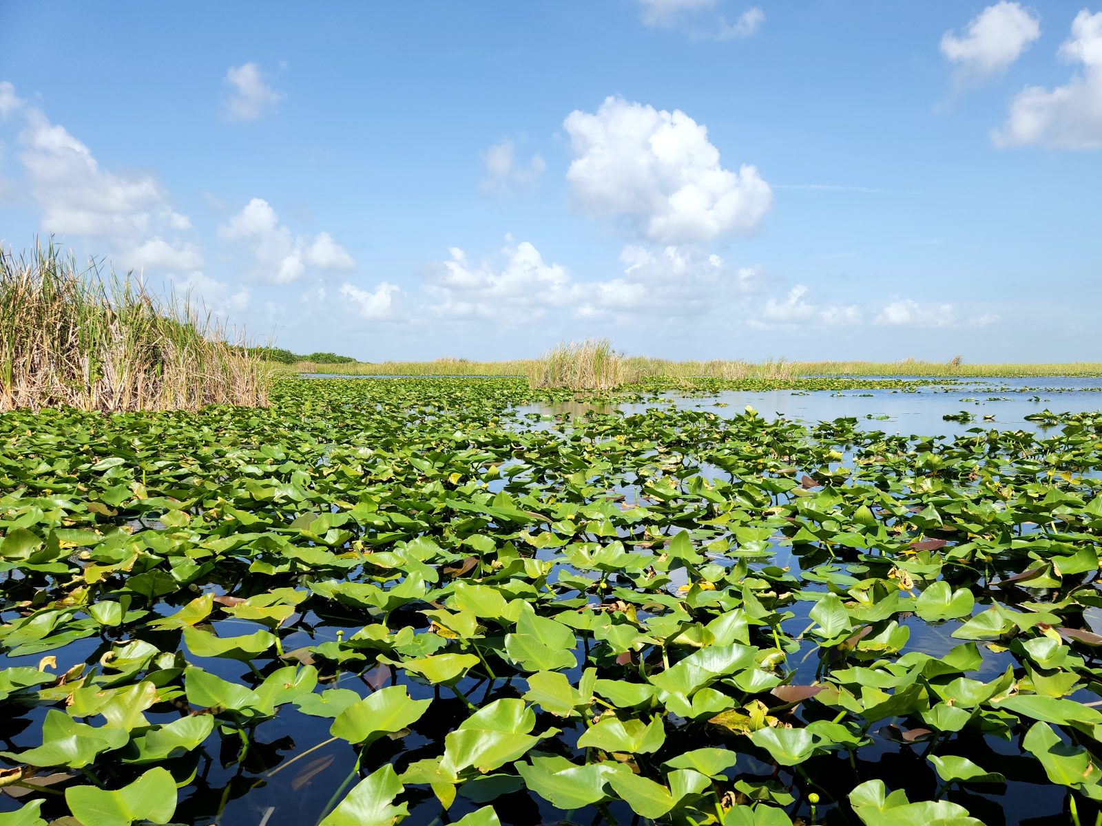 Everglades Bild 2