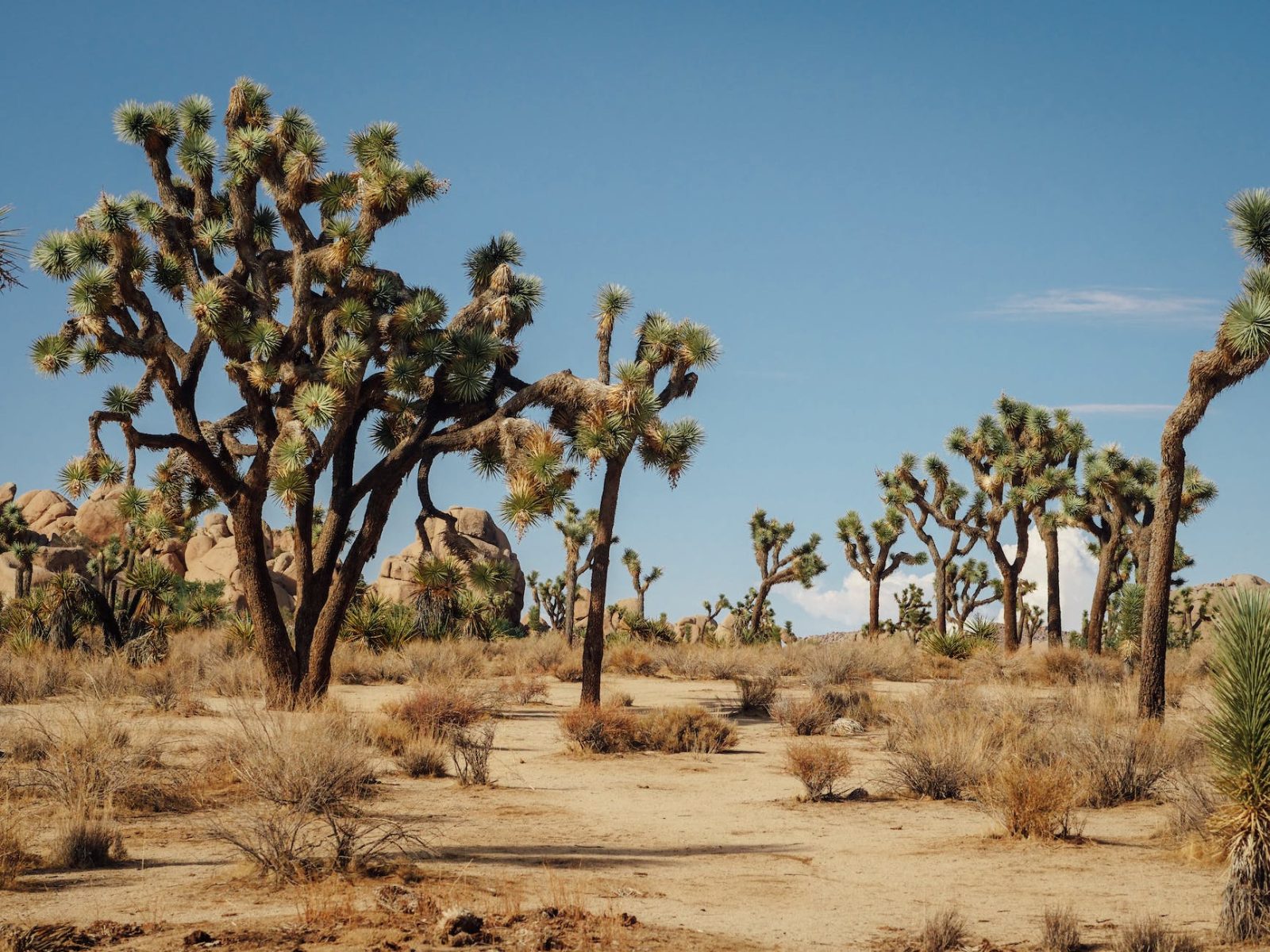 Joshua Tree National Park Bild 4